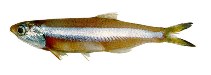 tn_Anmar_u3.jpg