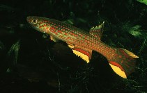 tn_Apcal_u0.jpg