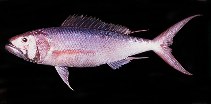 Image of Aphareus rutilans (Rusty jobfish)