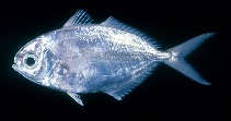 Image of Ariomma indicum (Indian driftfish)