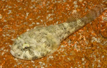 Image of Arcos nudus (Padded clingfish)