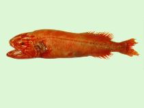 Image of Barbourisia rufa (Velvet whalefish)