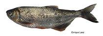 Image of Brycon dentex 