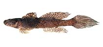 Image of Callogobius andamanensis (Andaman goby)