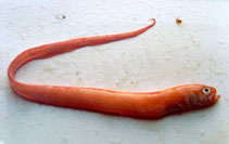 tn_Cemac_u4.jpg