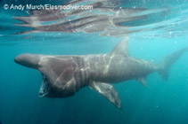 Image of Cetorhinus maximus (Basking shark)