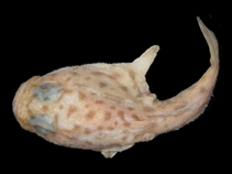 tn_Chnud_u3.jpg