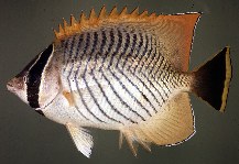 tn_Chtri_u7.jpg
