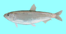 Image of Clupeonella cultriventris (Black and Caspian Sea sprat)