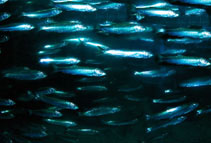 Image of Clupea harengus (Atlantic herring)
