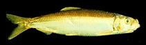 Image of Clupea pallasii pallasii (Pacific herring)