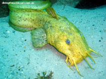 Image of Cnidoglanis macrocephalus (Estuary cobbler)