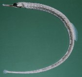 Image of Corythoichthys haematopterus (Messmate pipefish)