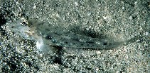 Image of Fusigobius neophytus (Common fusegoby)