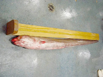 Image of Conger oceanicus (American conger)