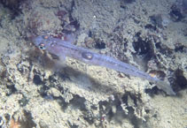 Image of Crystallogobius linearis (Crystal goby)