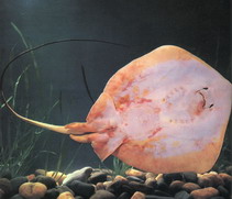 Image of Hemitrygon akajei (Whip stingray)