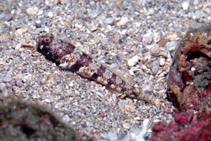 Image of Didogobius amicuscaridis 