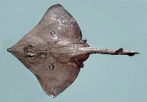 Image of Dipturus batis (Blue skate)