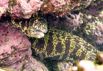 Image of Echidna catenata (Chain moray)