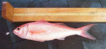 Image of Etelis oculatus (Queen snapper)