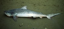 Image of Galeocerdo cuvier (Tiger shark)