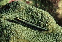 Image of Elacatinus genie (Cleaner goby)