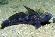 Image of Gobius niger (Black goby)