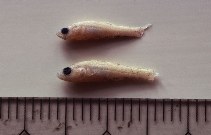 Image of Gobiopterus stellatus (Dwarf freshwater goby)