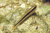 Image of Gobius vittatus (Striped goby)