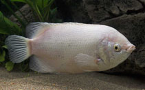 Image of Helostoma temminkii (Kissing gourami)