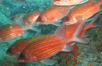 Image of Holocentrus adscensionis (Squirrelfish)