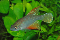 Image of Hypsolebias igneus 