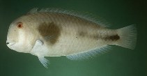 Image of Iniistius celebicus (Celebes razorfish)