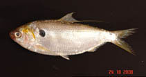 Image of Konosirus punctatus (Dotted gizzard shad)