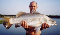 Image of Lates calcarifer (Barramundi)