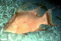 Image of Lachnolaimus maximus (Hogfish)