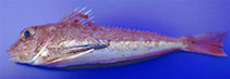 Image of Lepidotrigla cavillone (Large-scaled gurnard)