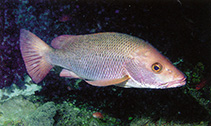 Image of Lutjanus argentimaculatus (Mangrove red snapper)