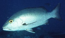 Image of Lutjanus bohar (Two-spot red snapper)