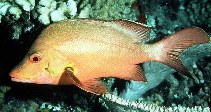 Image of Lutjanus gibbus (Humpback red snapper)