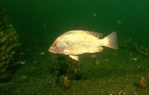 Image of Lutjanus malabaricus (Malabar blood snapper)