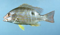 Image of Lutjanus synagris (Lane snapper)