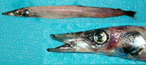 Image of Magnisudis atlantica (Duckbill barracudina)