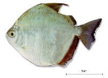 Image of Metynnis argenteus 