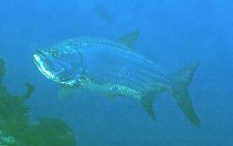 Image of Megalops atlanticus (Tarpon)