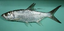 Image of Megalops cyprinoides (Indo-Pacific tarpon)