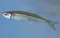 Image of Menidia peninsulae (Tidewater silverside)