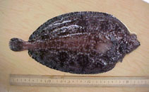 Image of Embassichthys bathybius (Deep-sea sole)