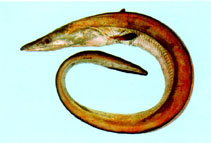 Image of Muraenesox cinereus (Daggertooth pike conger)